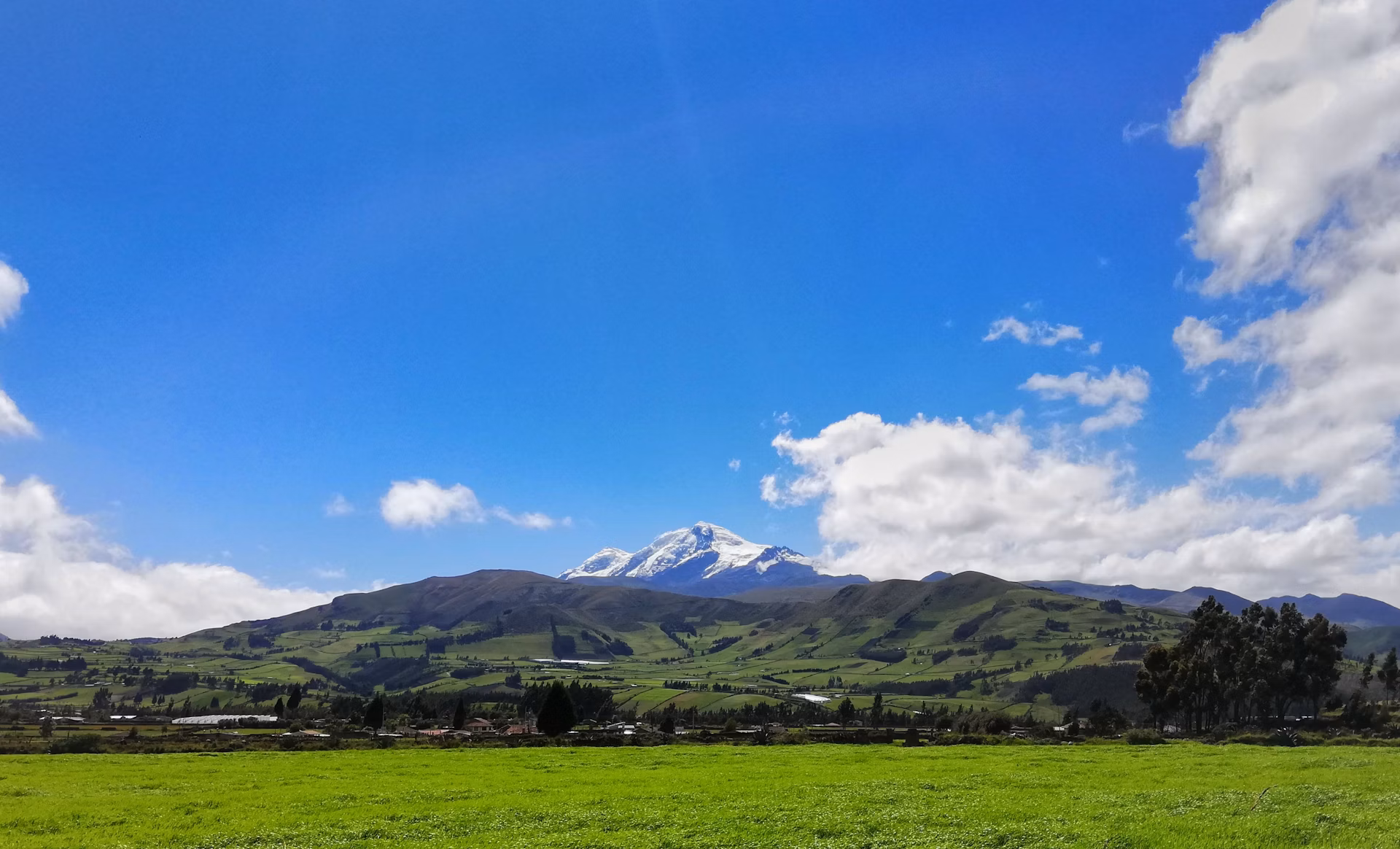 Lush green New Zealand pasture